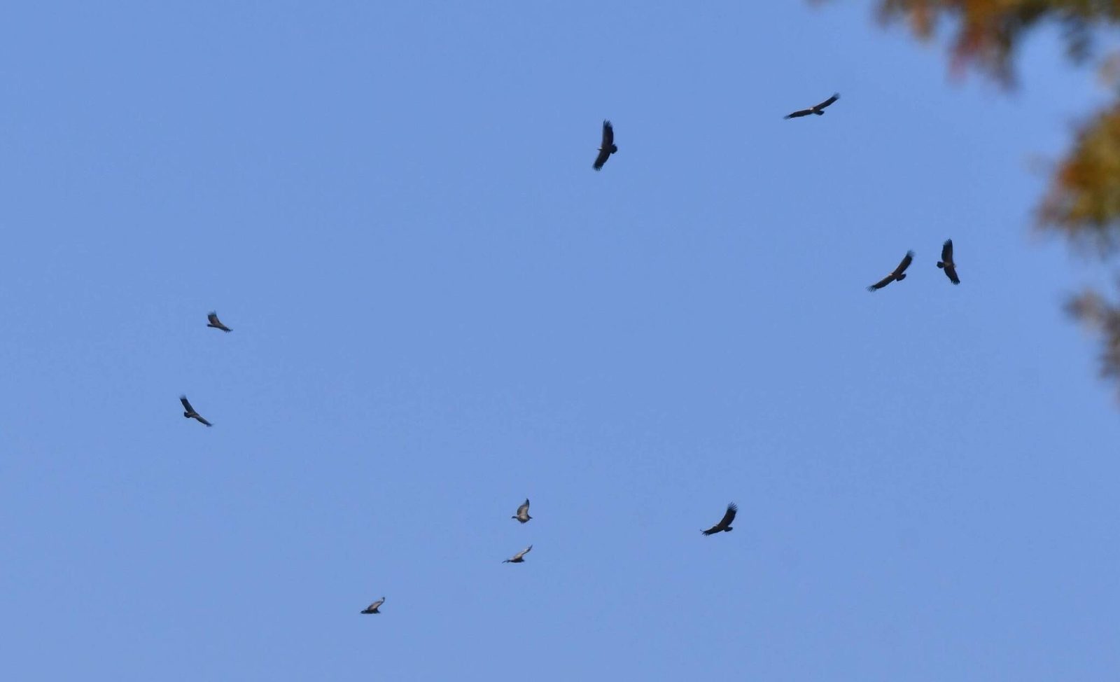 Griffon Vulture