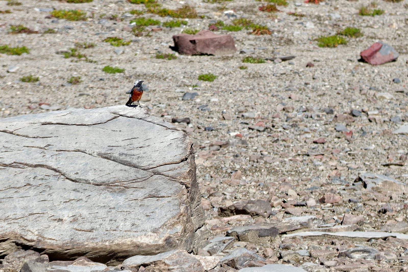 Güldenstädt's Redstart