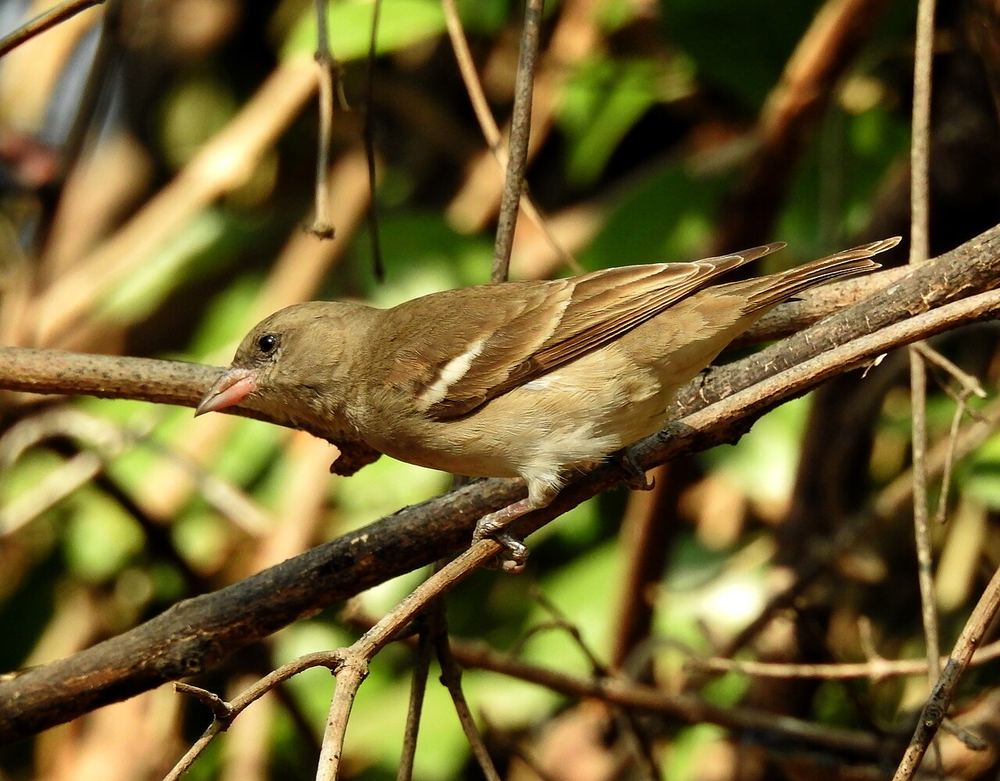 Yellow-throated Sparrow