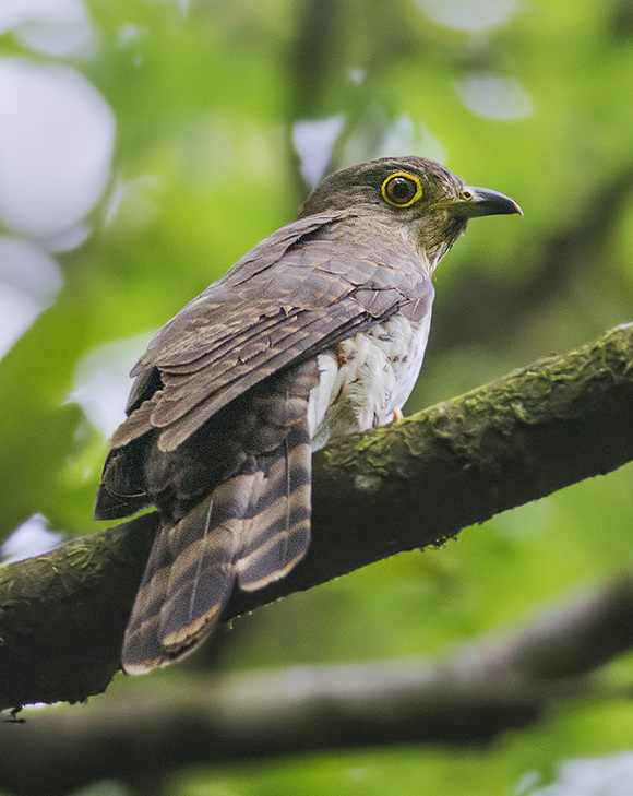 Hodgson's Hawk-Cuckoo