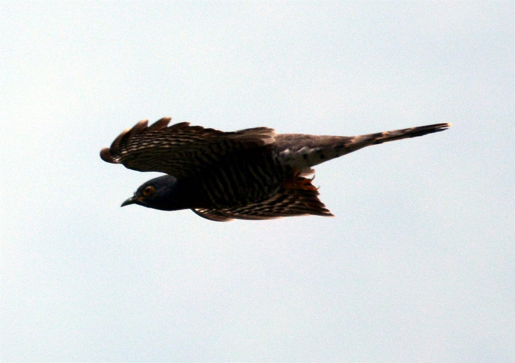 Large Hawk-Cuckoo
