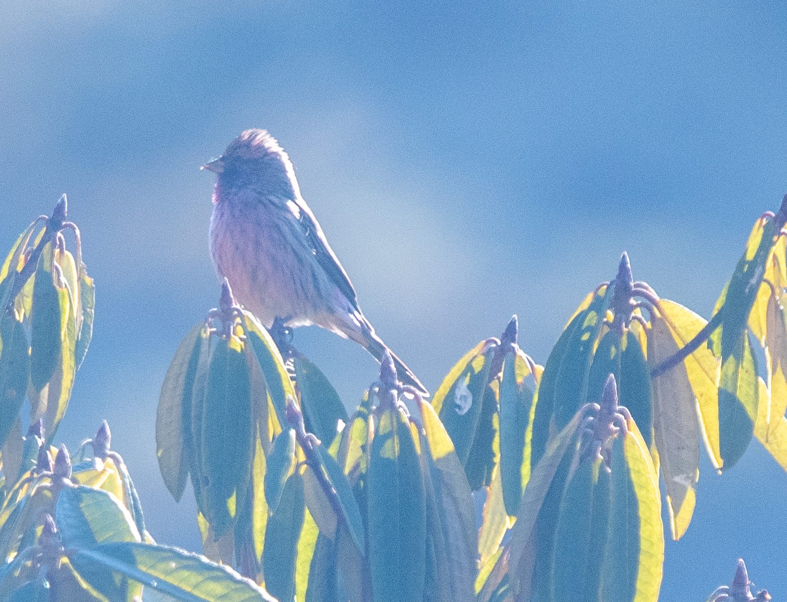 Himalayan Beautiful Rosefinch