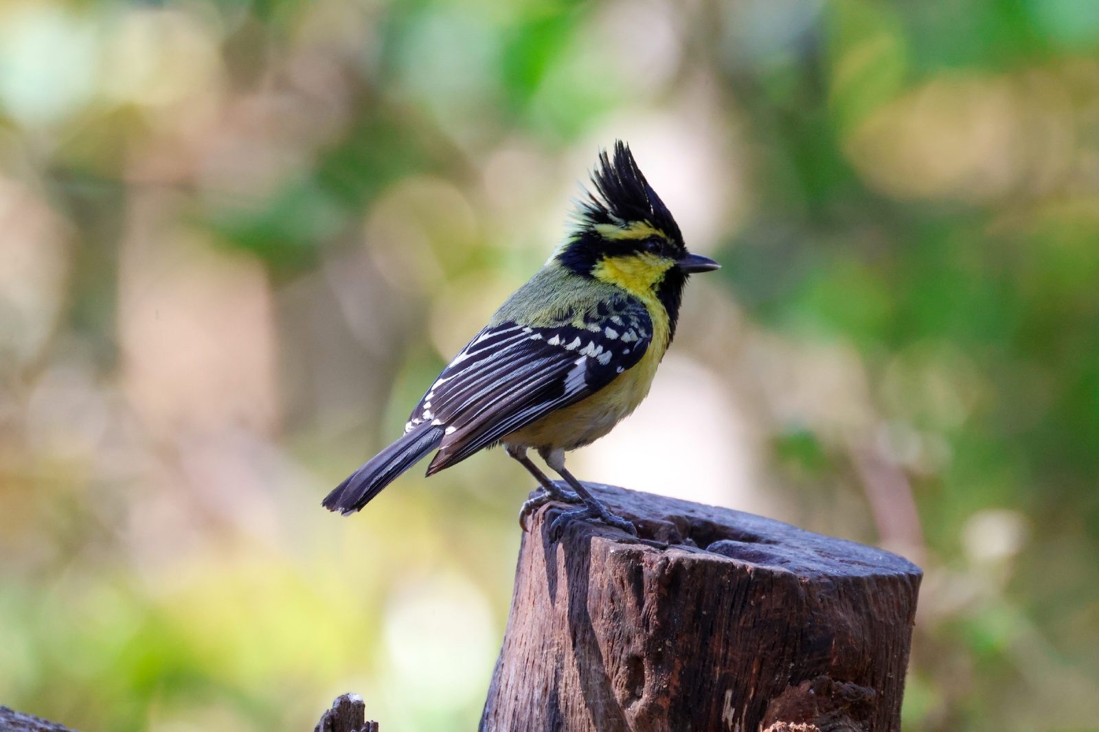 Himalayan Black-lored Tit