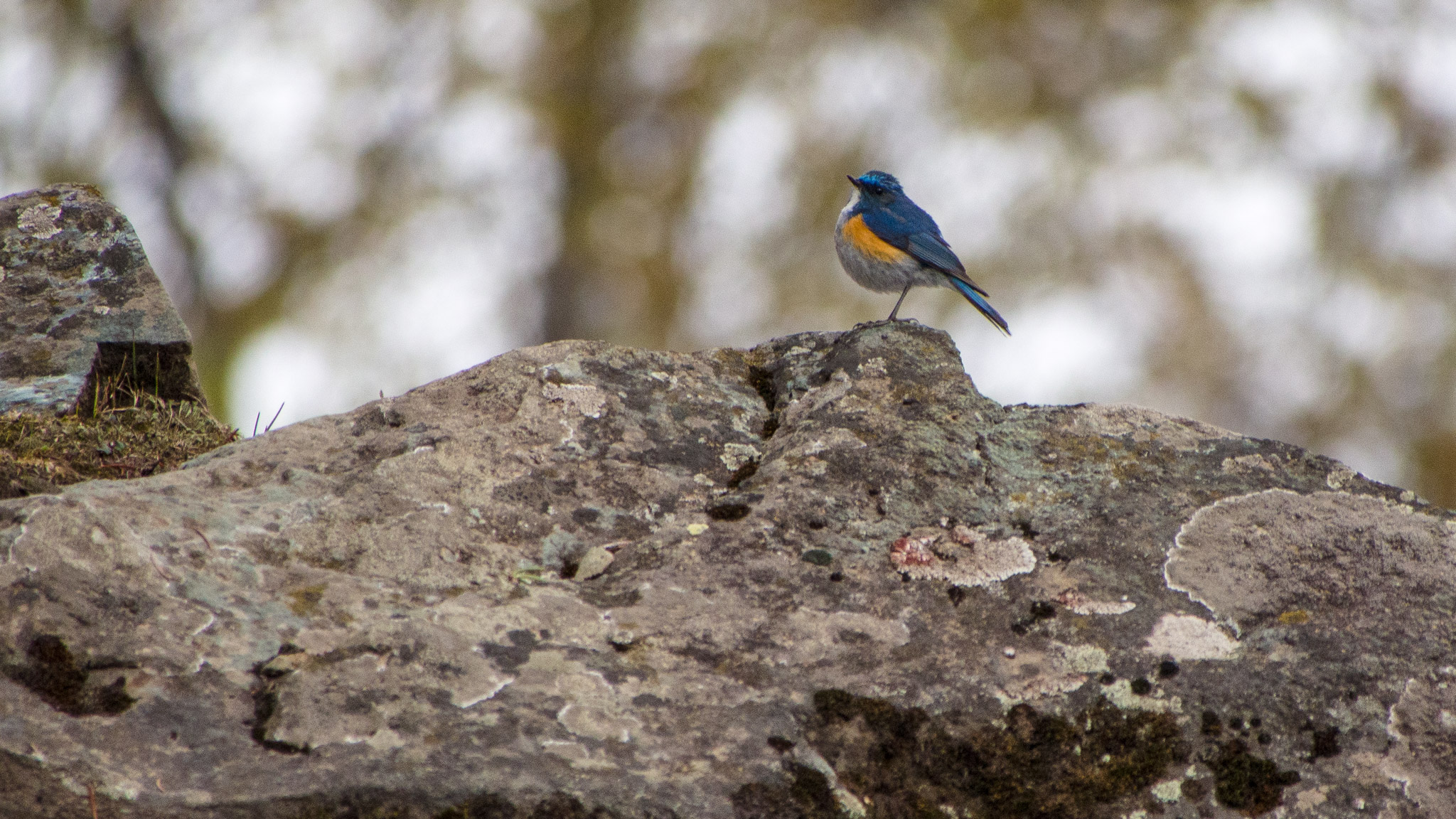 Himalayan Bluetail
