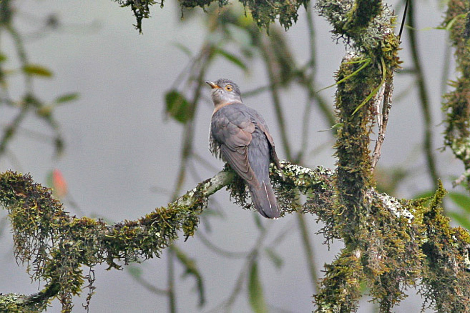 Himalayan Cuckoo