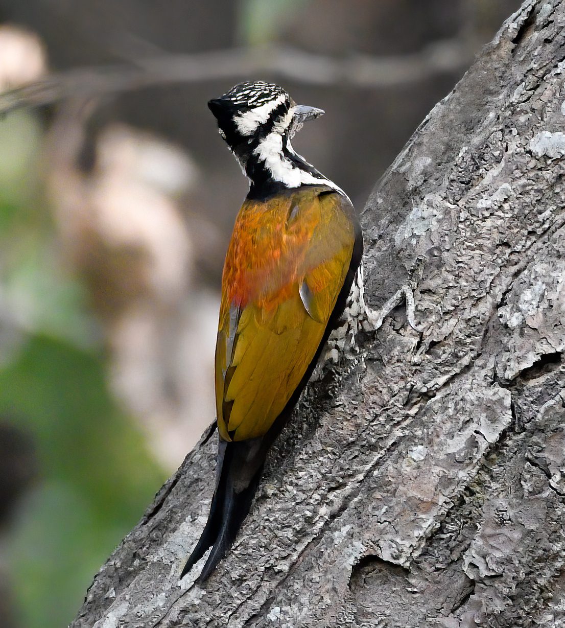 Himalayan Flameback