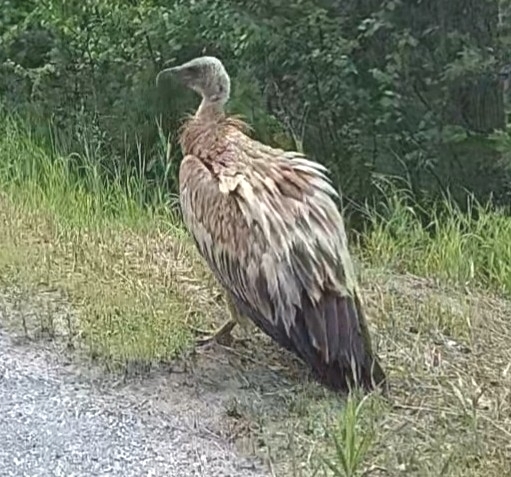 Himalayan Griffon