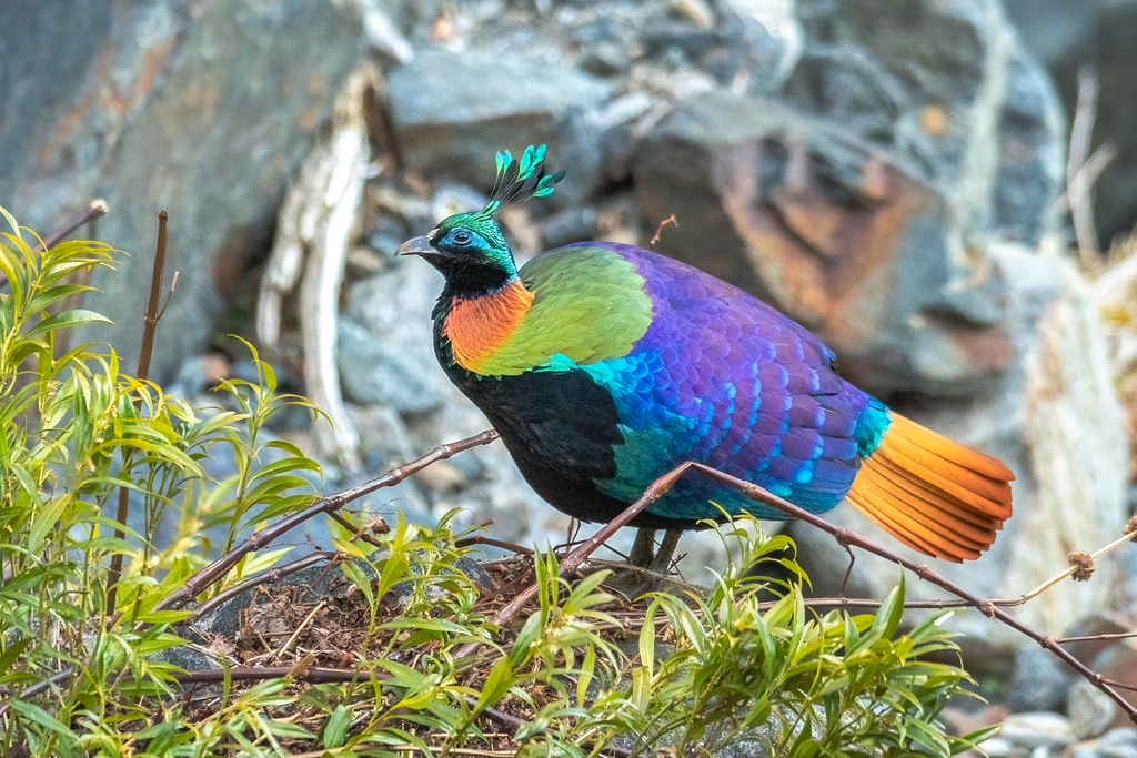 Male Himalayan monal with iridescent plumage on a rocky slope