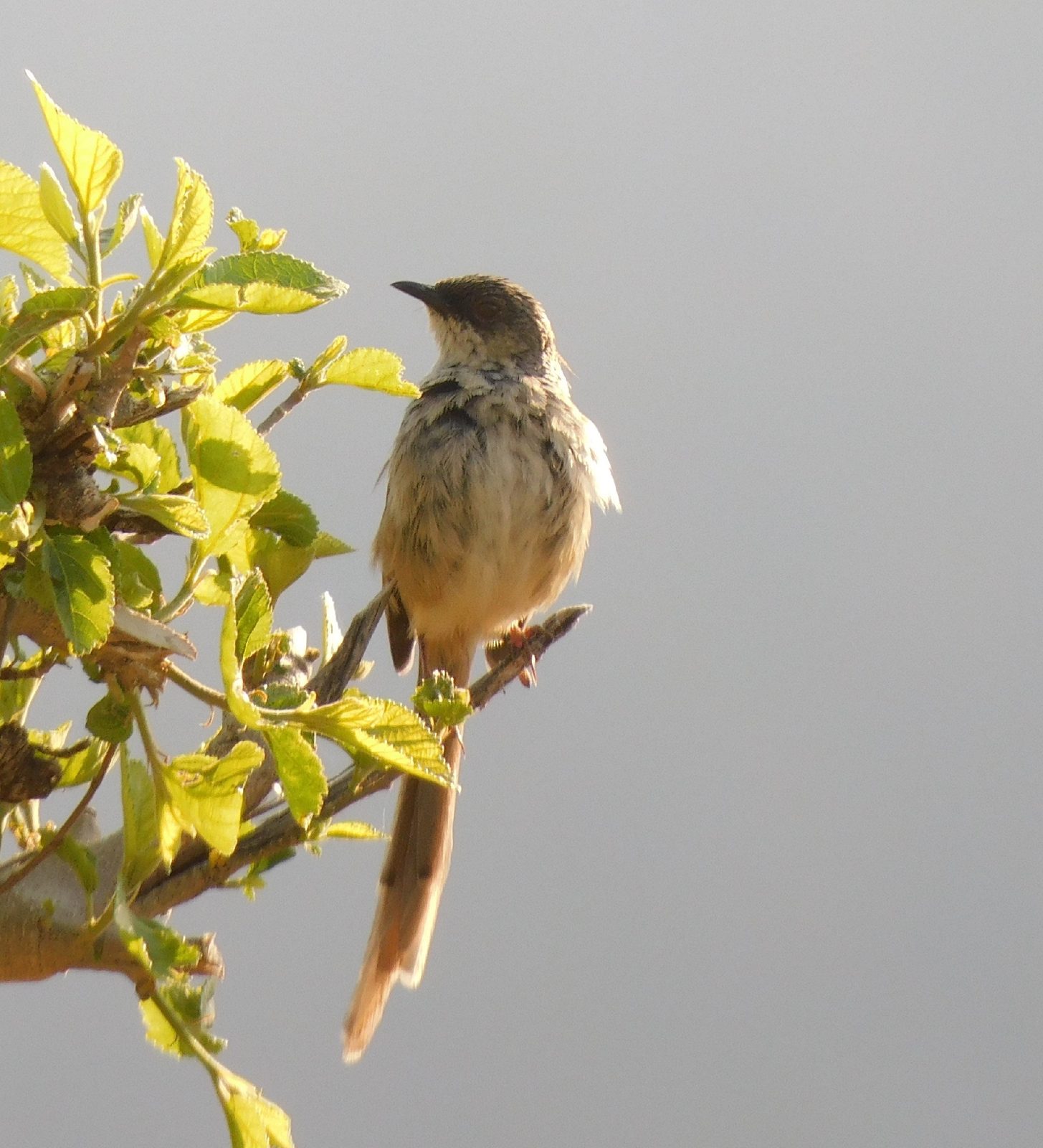 Himalayan Prinia