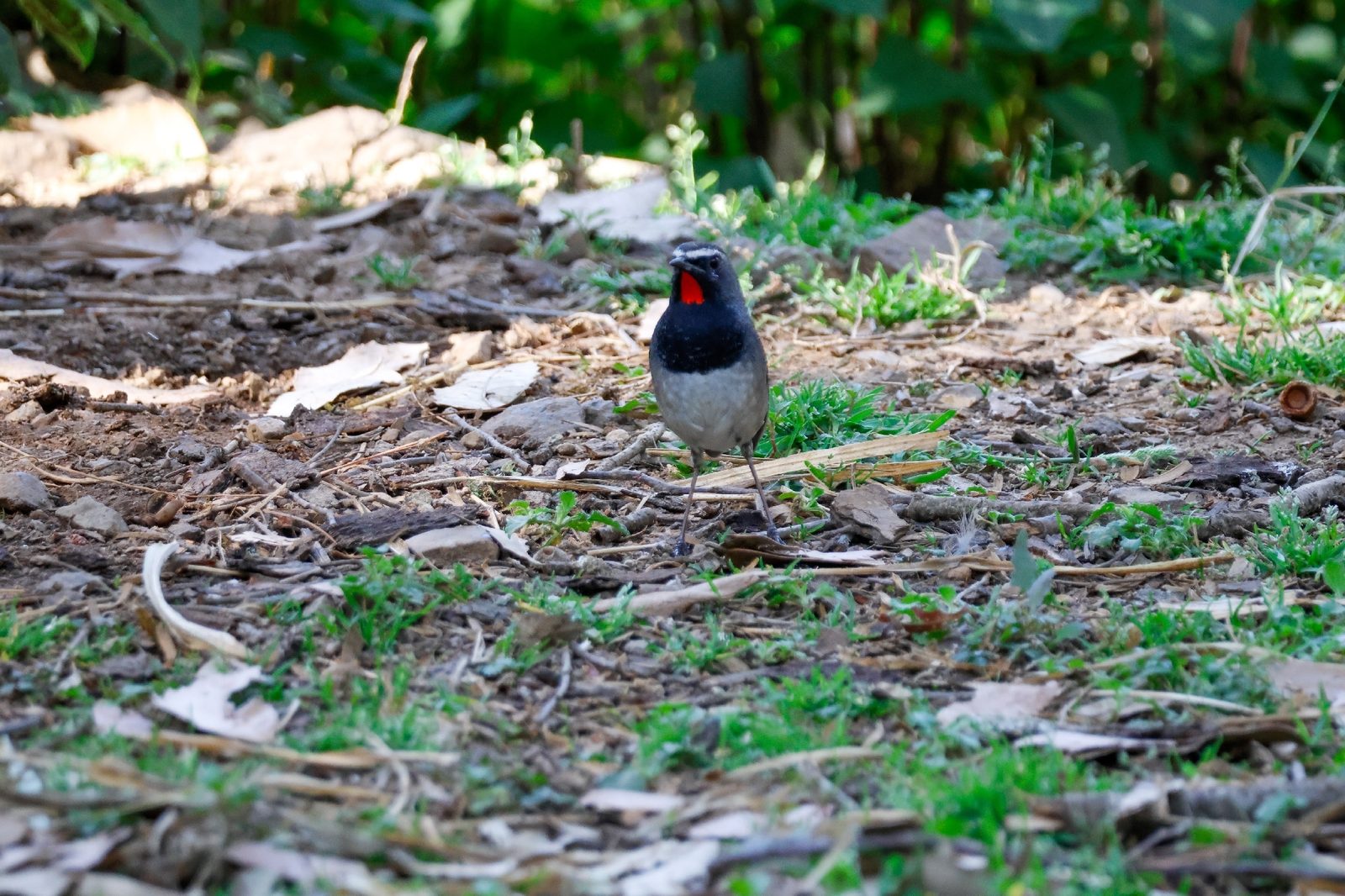 Himalayan Rubythroat