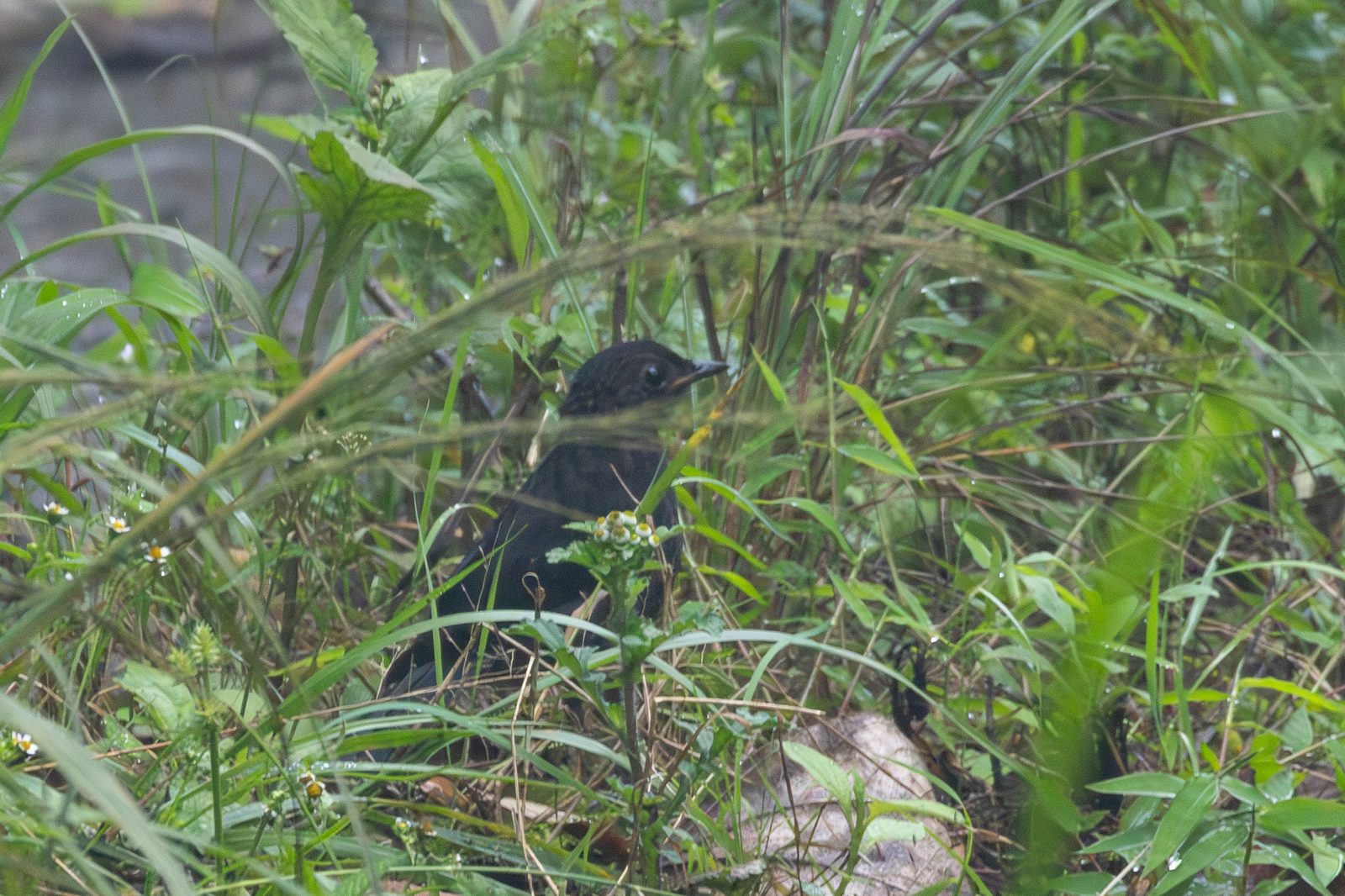 Himalayan Shortwing