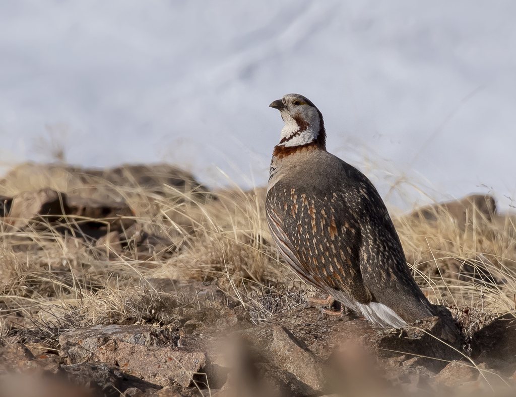 Himalayan Snowcock