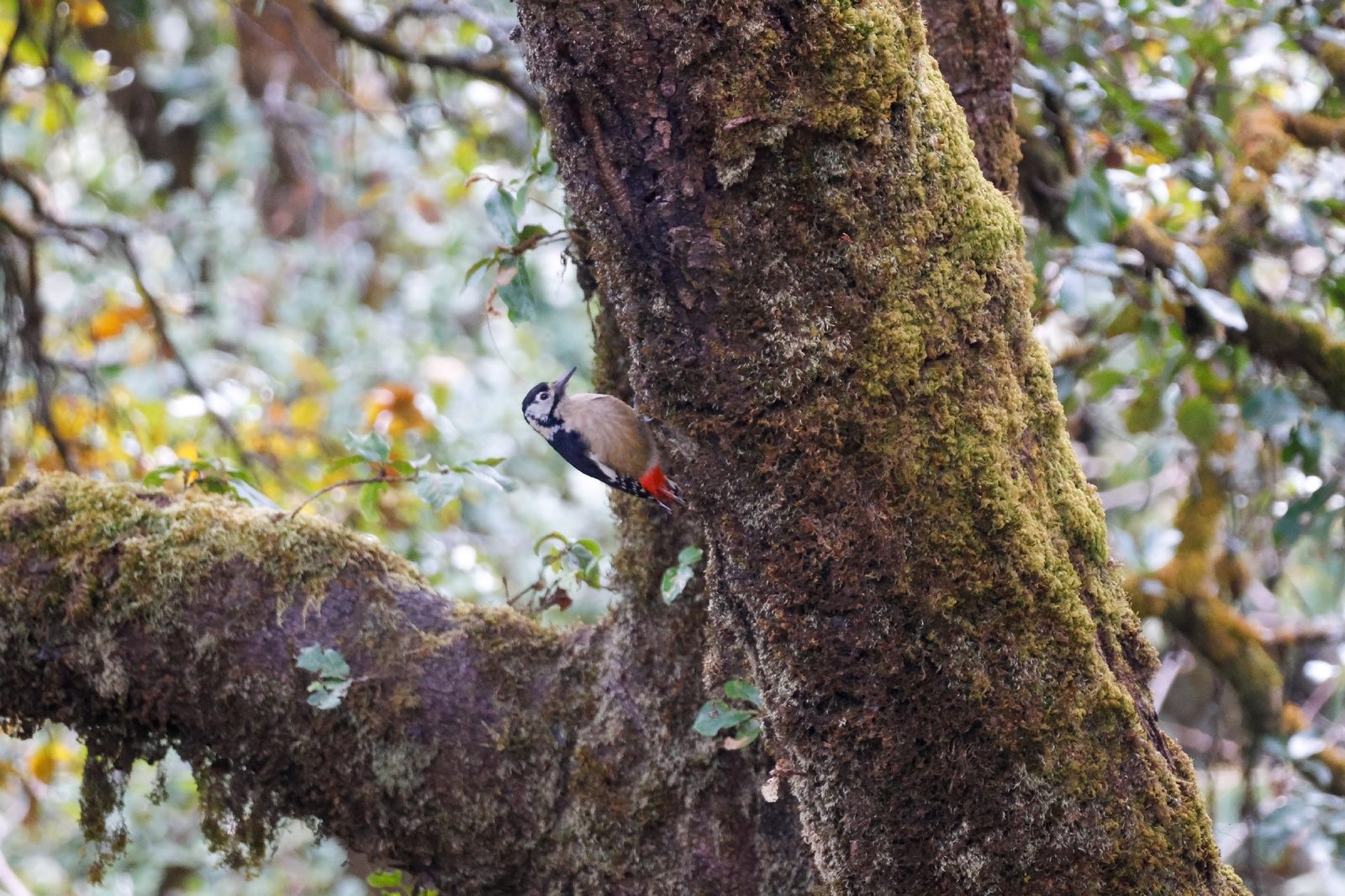 Himalayan Woodpecker