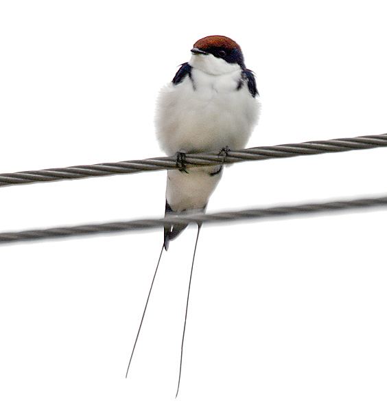 Wire-tailed Swallow