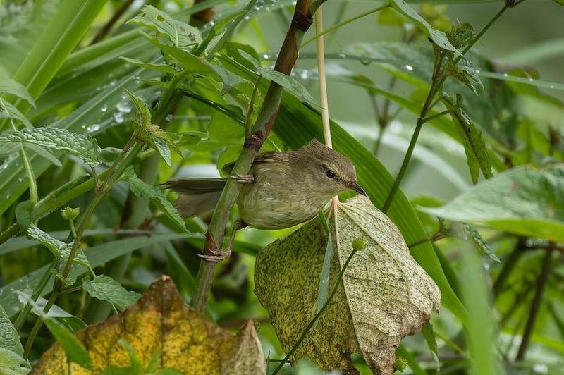 Brown-flanked Bush Warbler