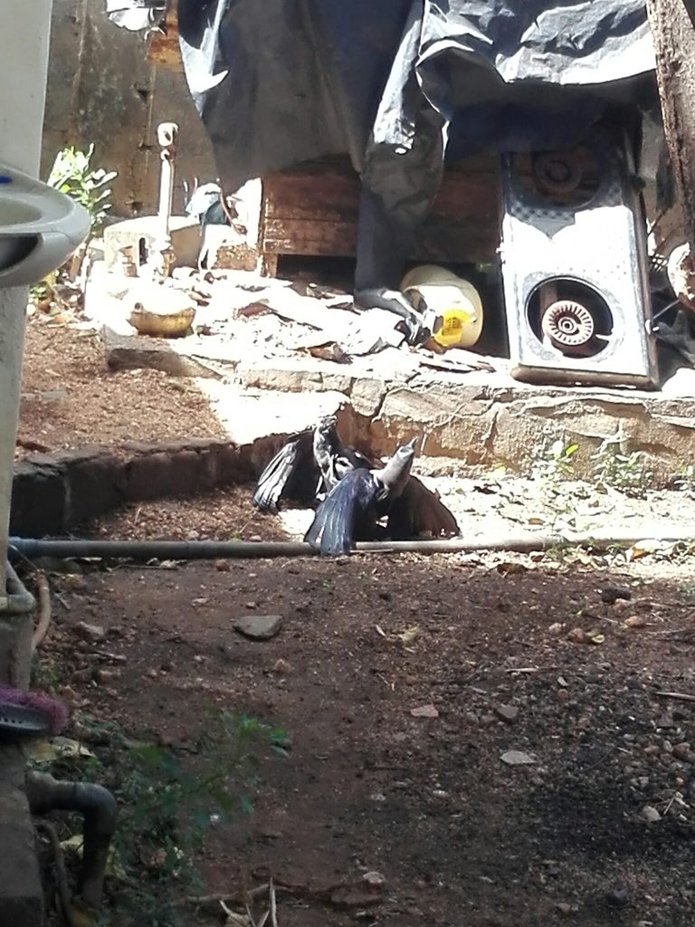 House Crow