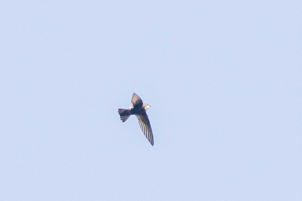 House Swift