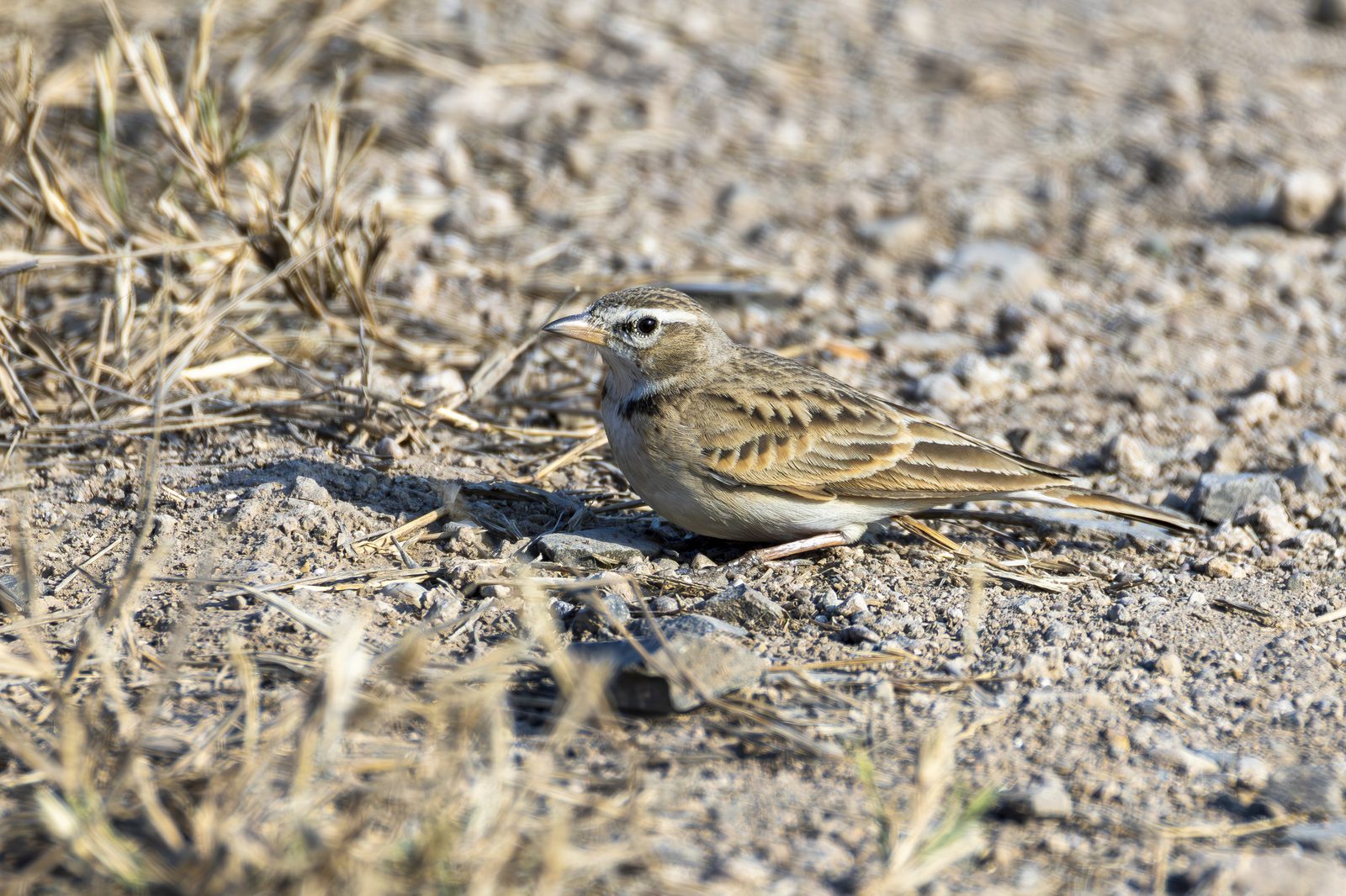 Hume's Short-toed Lark