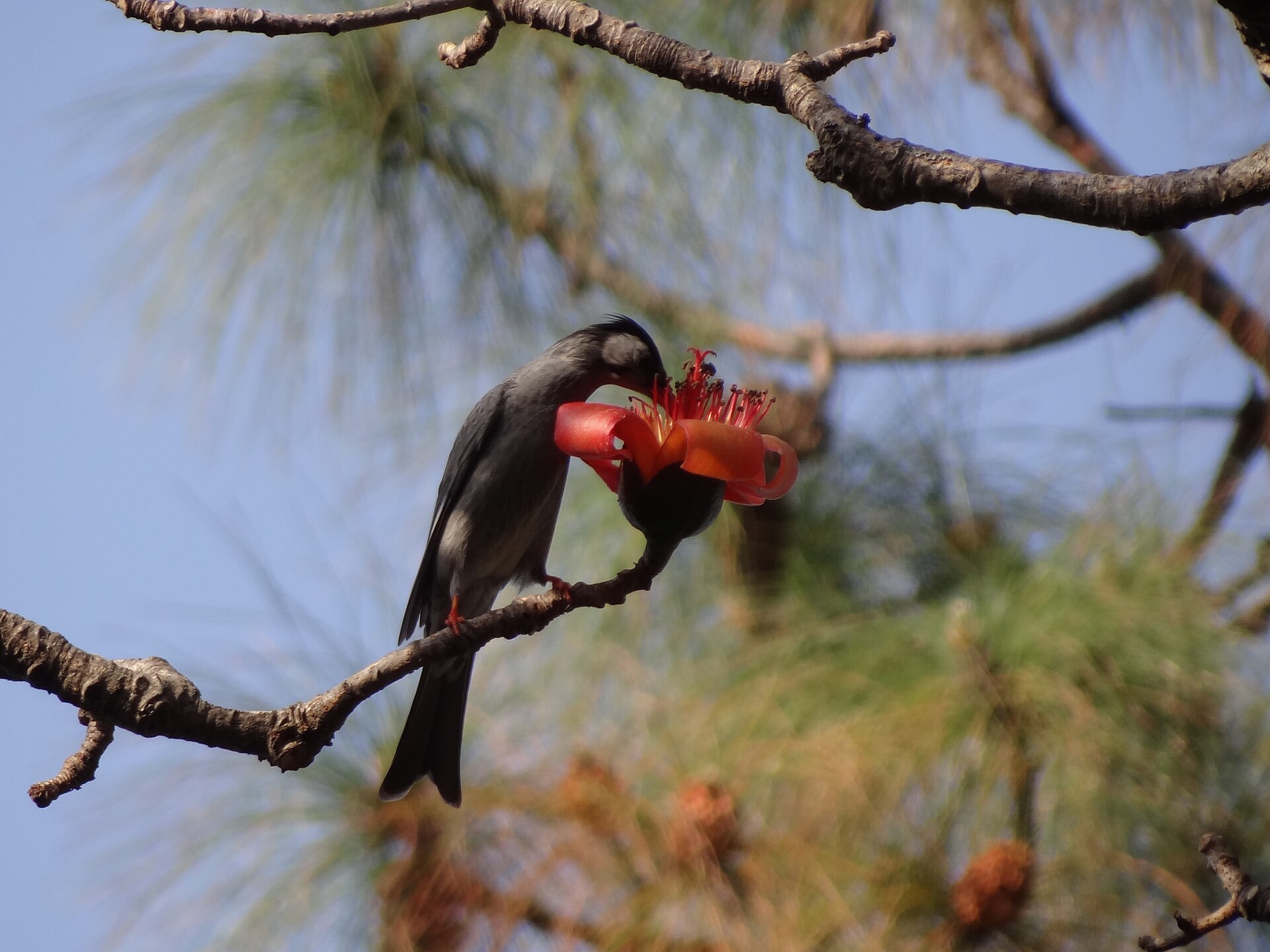 Black Bulbul