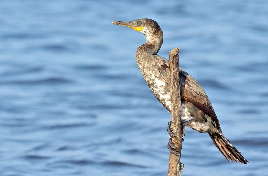 Indian Cormorant