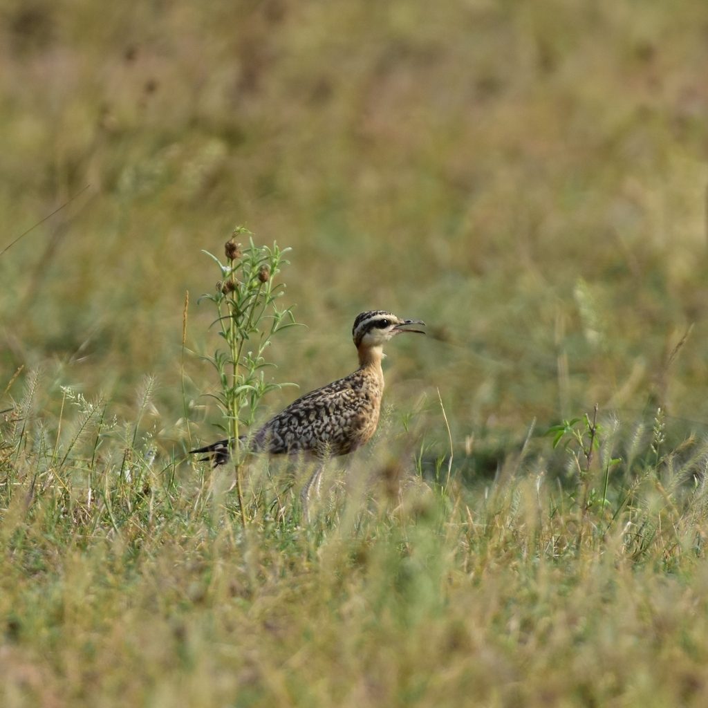 Indian Courser
