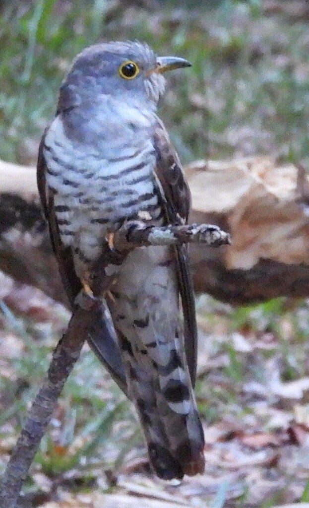 Indian Cuckoo
