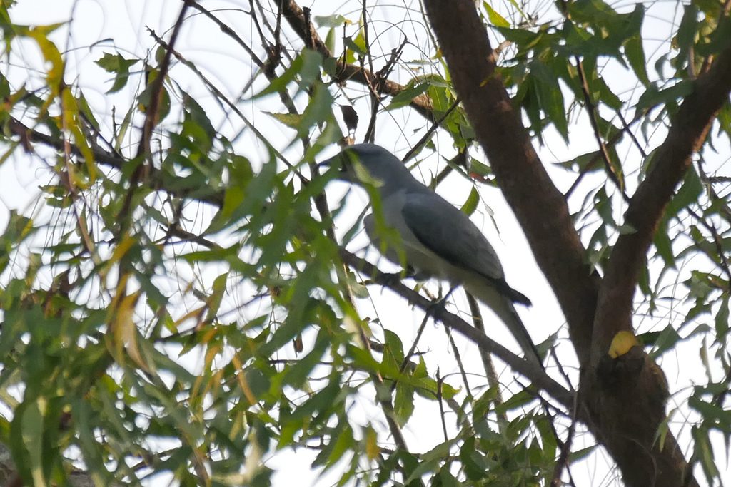 Indian Cuckooshrike