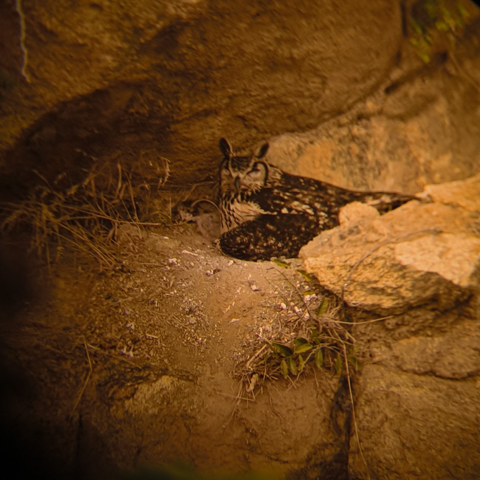Indian Eagle-Owl
