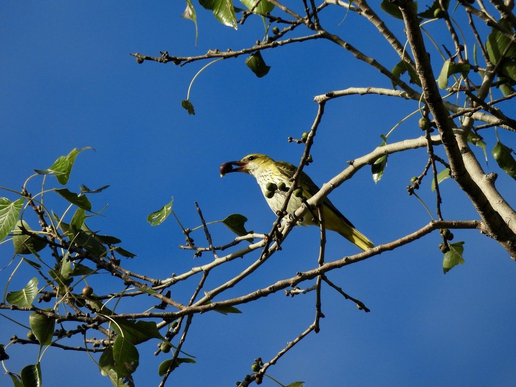 Indian Golden Oriole
