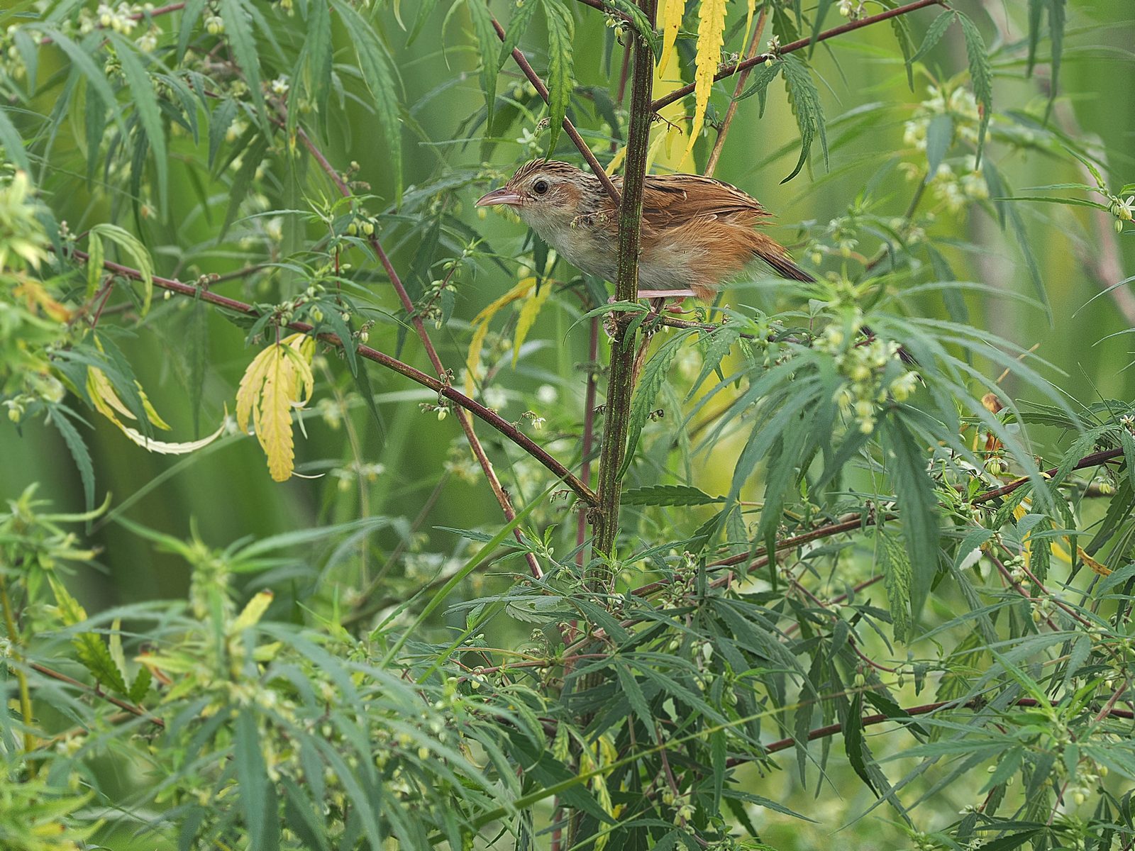 Indian Grassbird