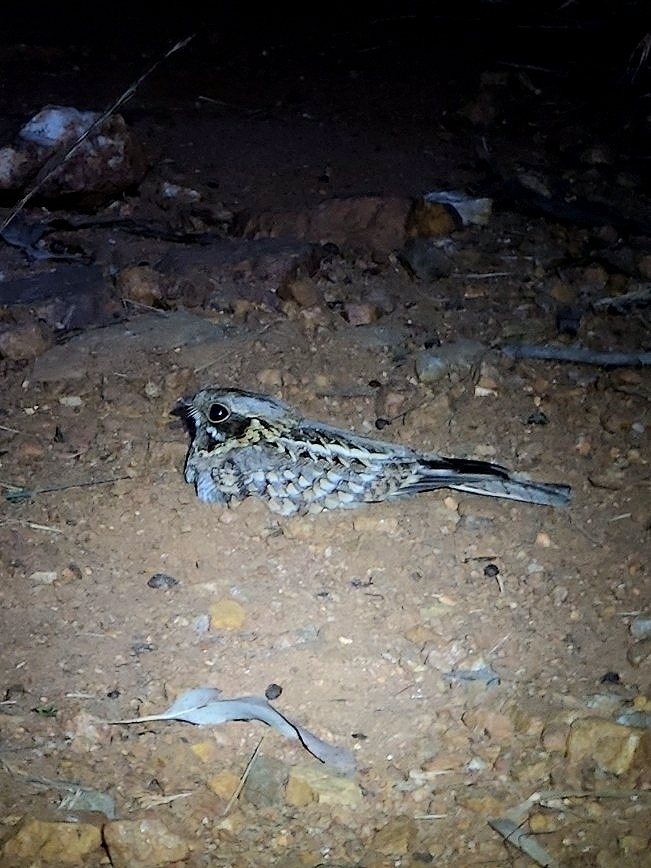 Indian Nightjar
