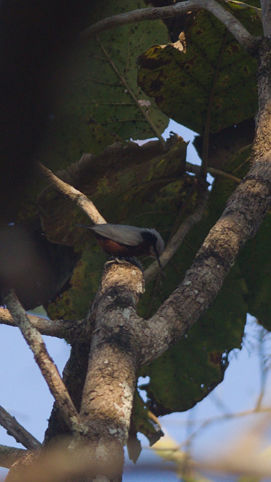 Indian Nuthatch