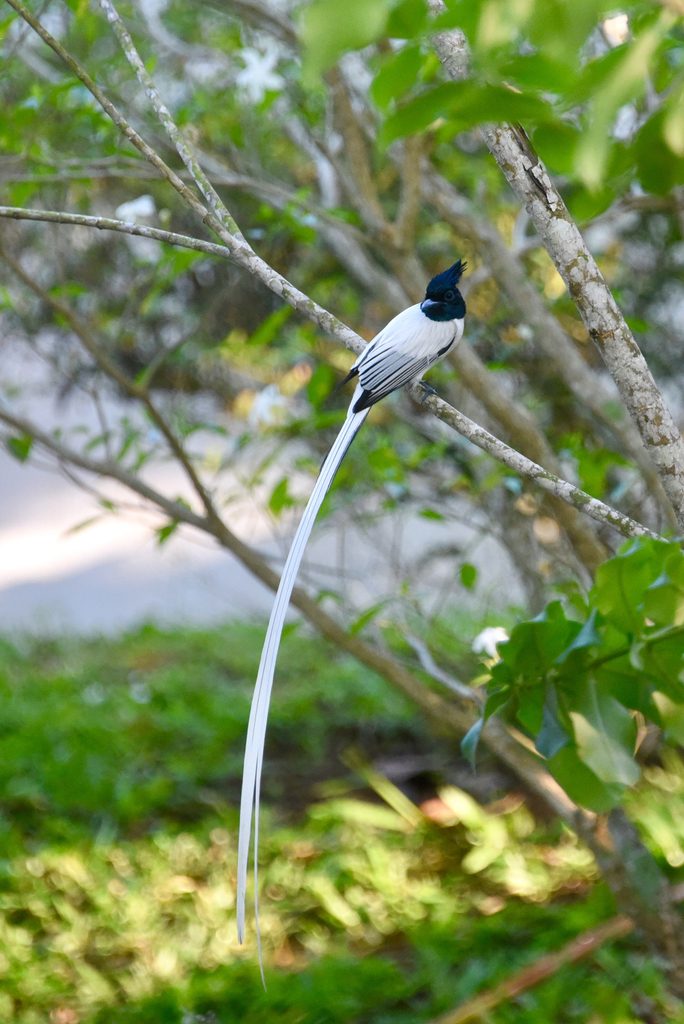 Indian Paradise Flycatcher