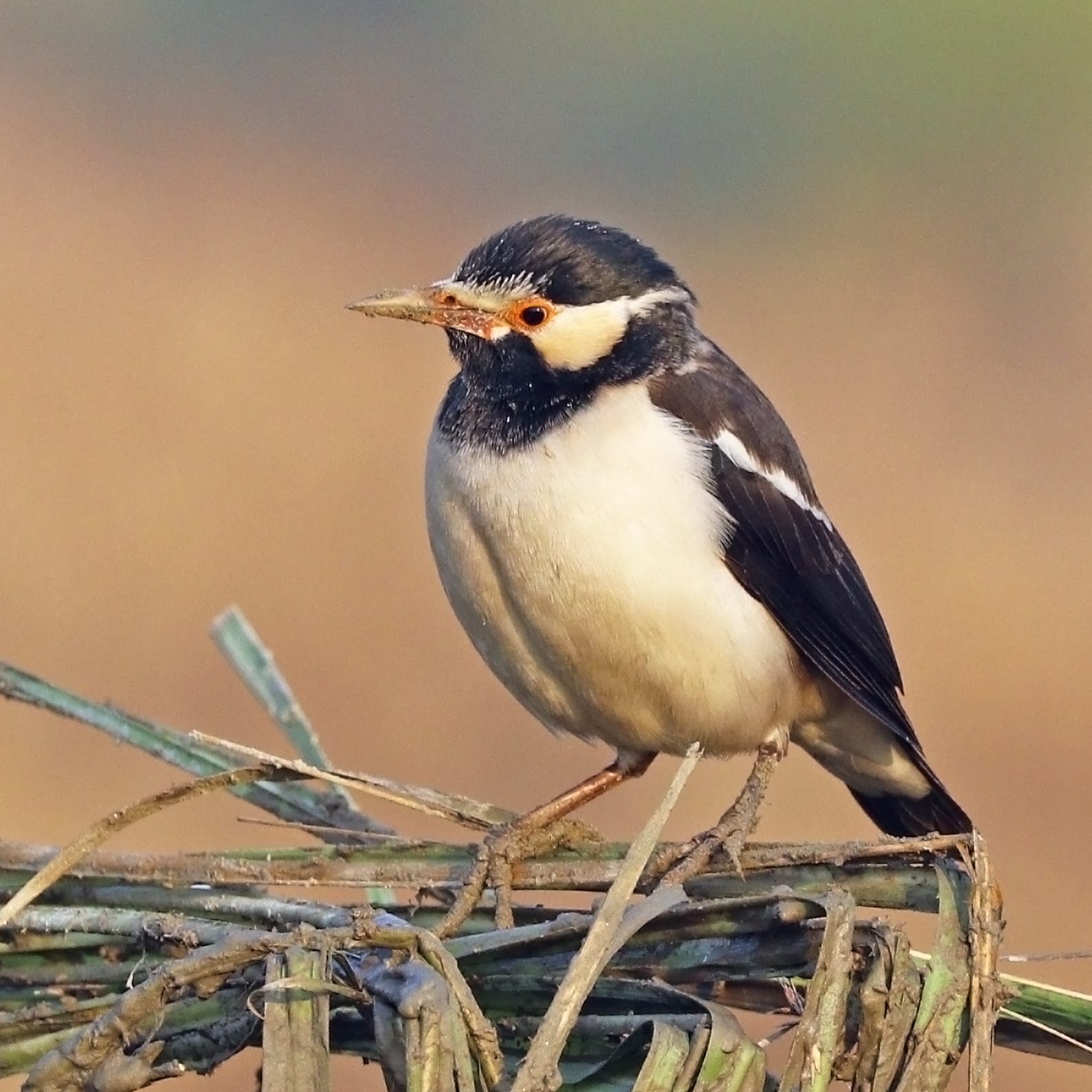Indian Pied Myna