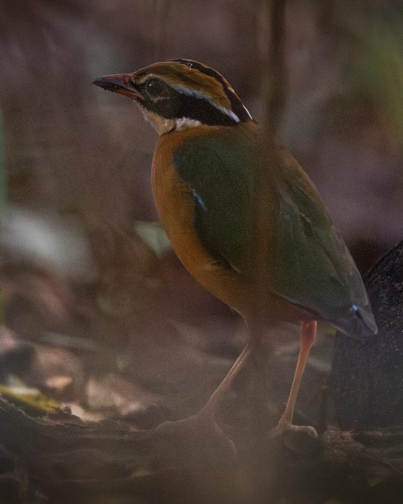 Indian Pitta
