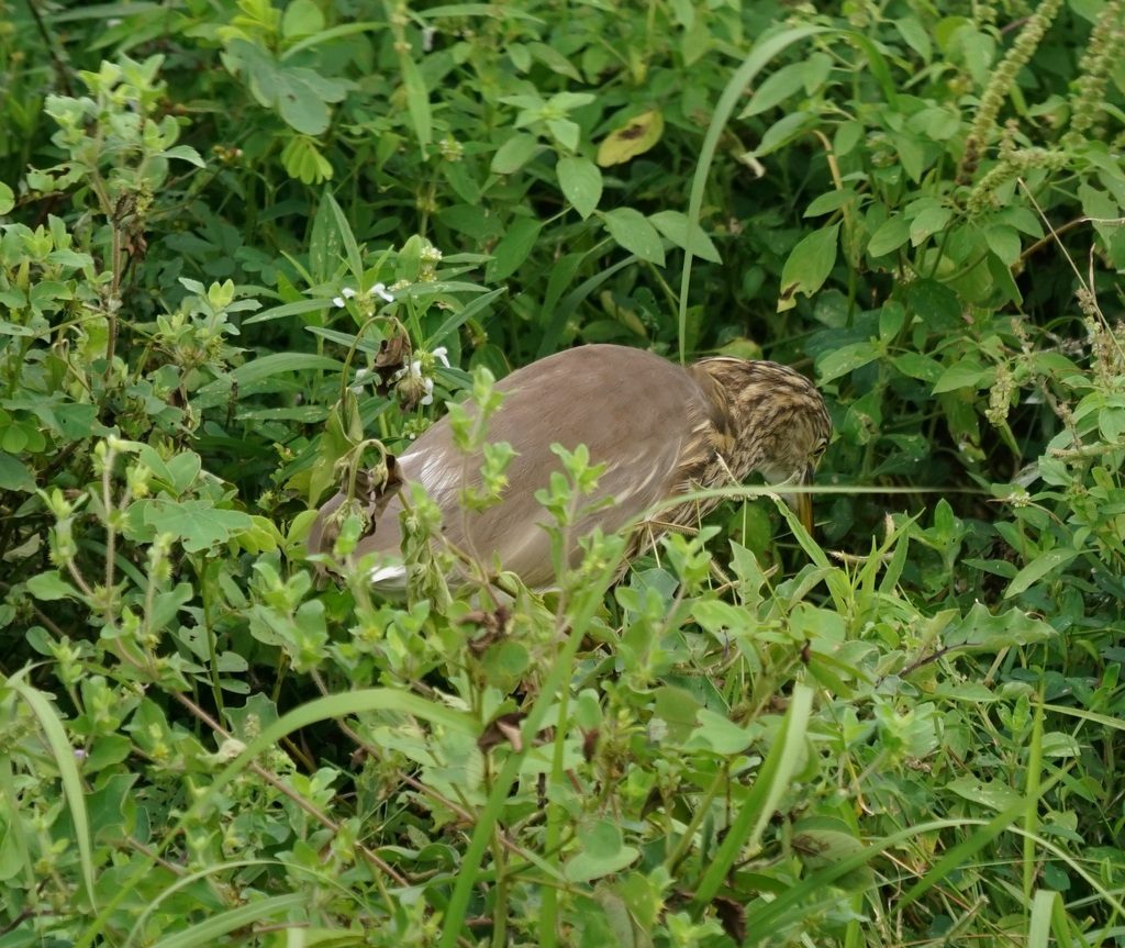 Indian Pond Heron