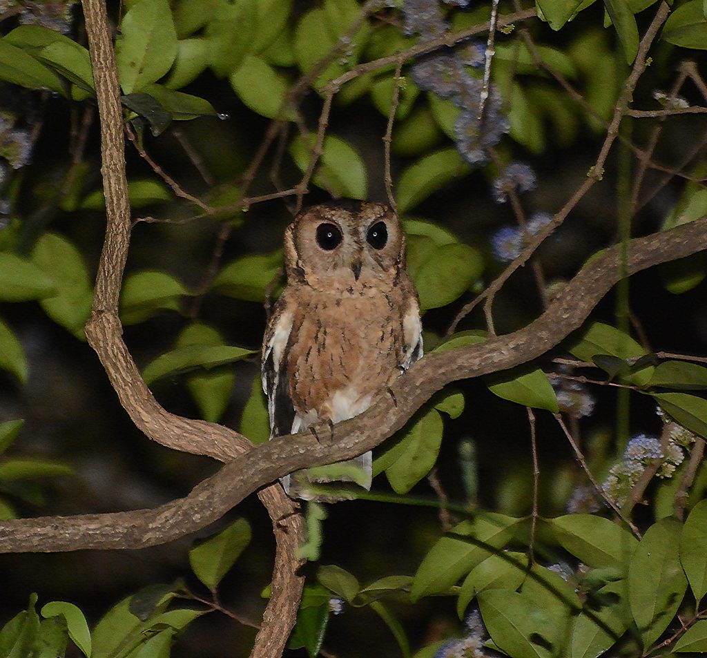 Indian Scops Owl
