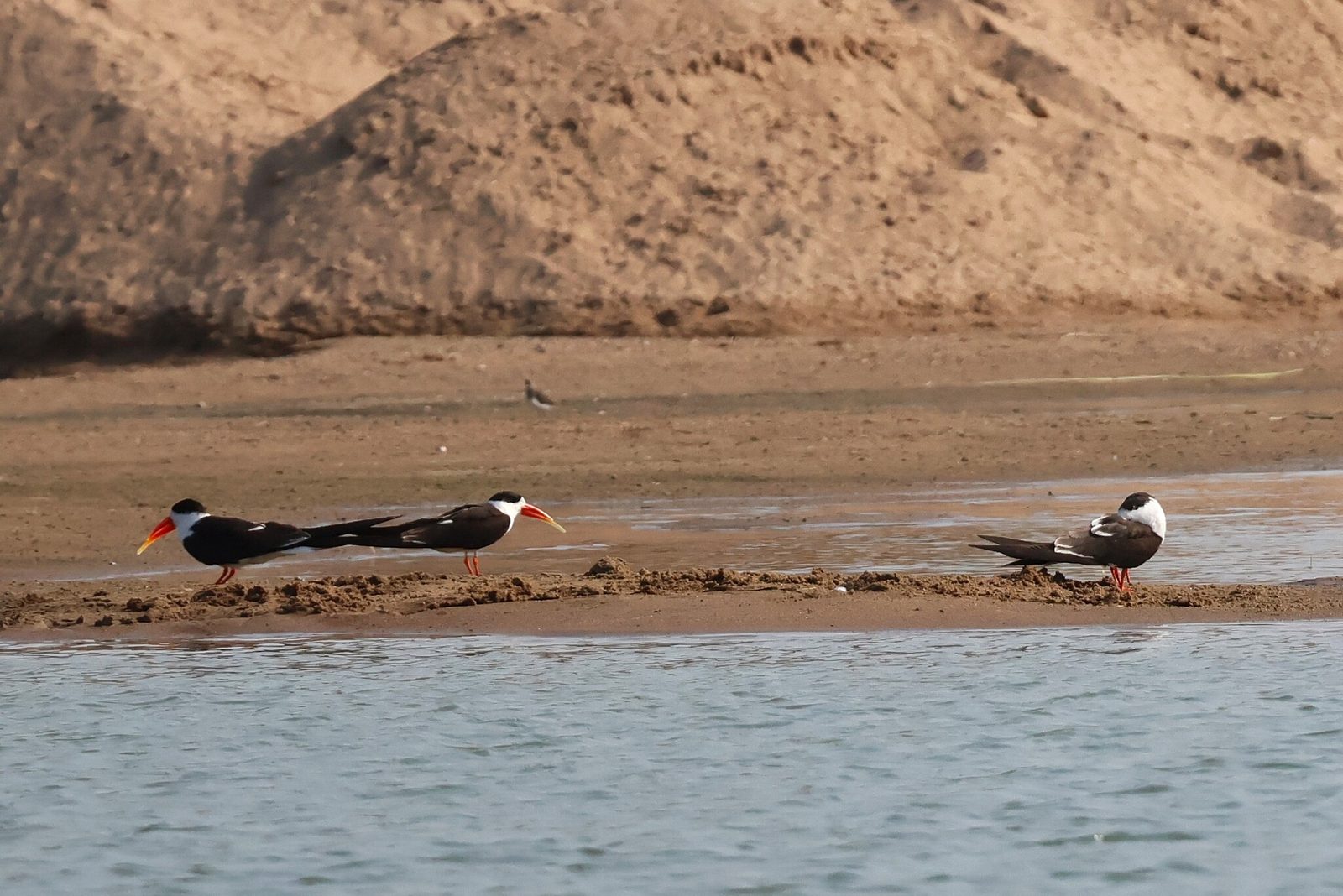 Indian Skimmer