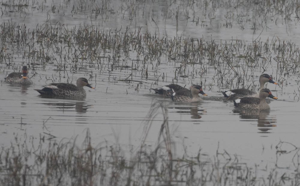 Indian Spot-billed Duck
