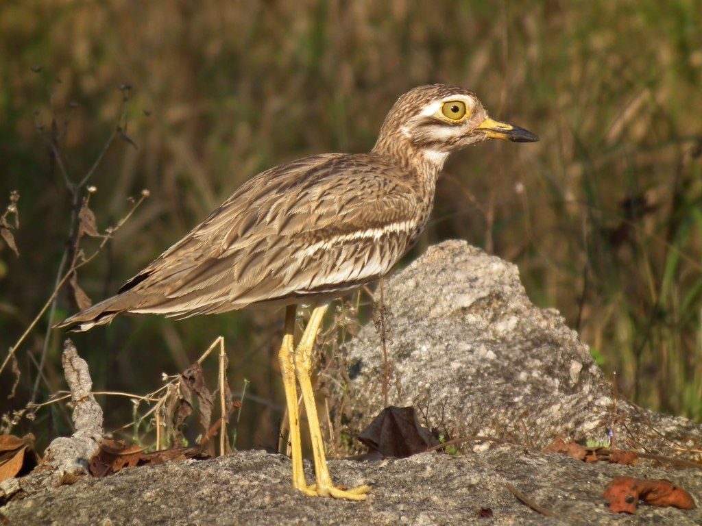 Indian Stone-curlew
