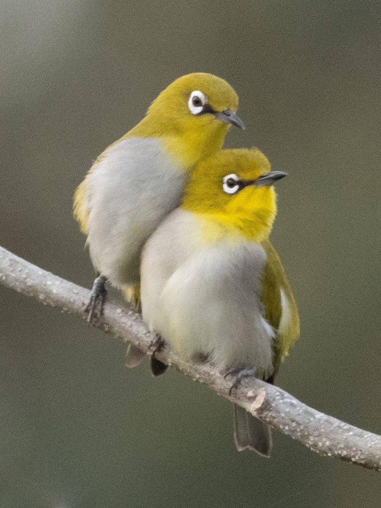 Indian White-eye