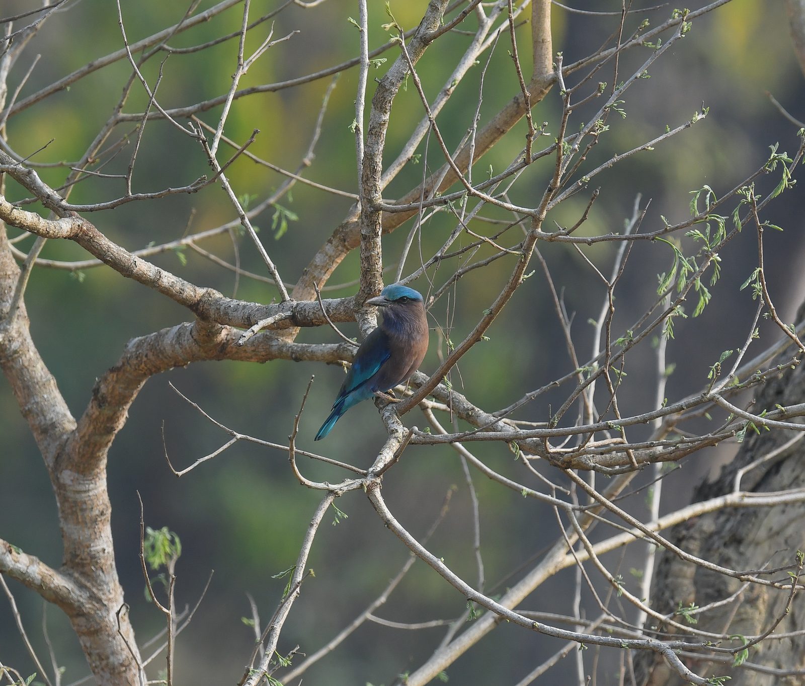 Indochinese Roller