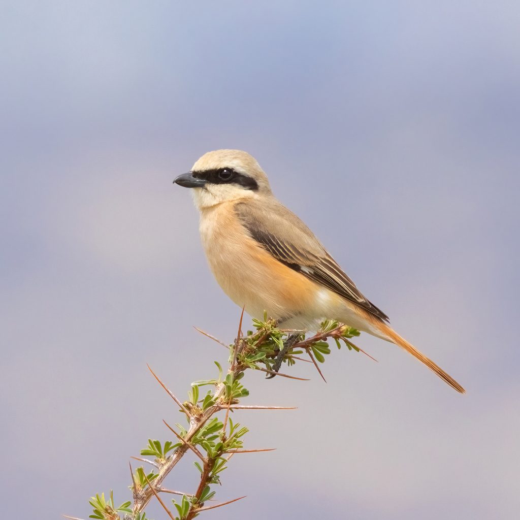 Isabelline Shrike