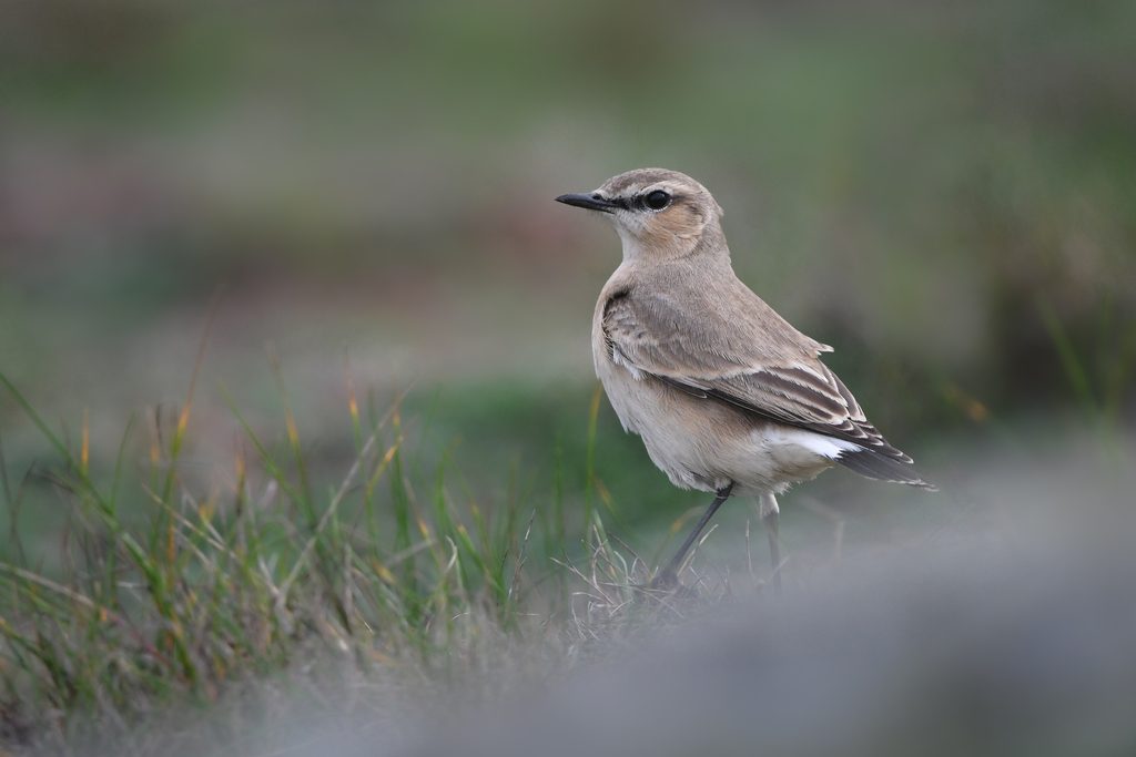 Isabelline Wheatear
