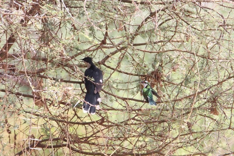 Jacobin Cuckoo
