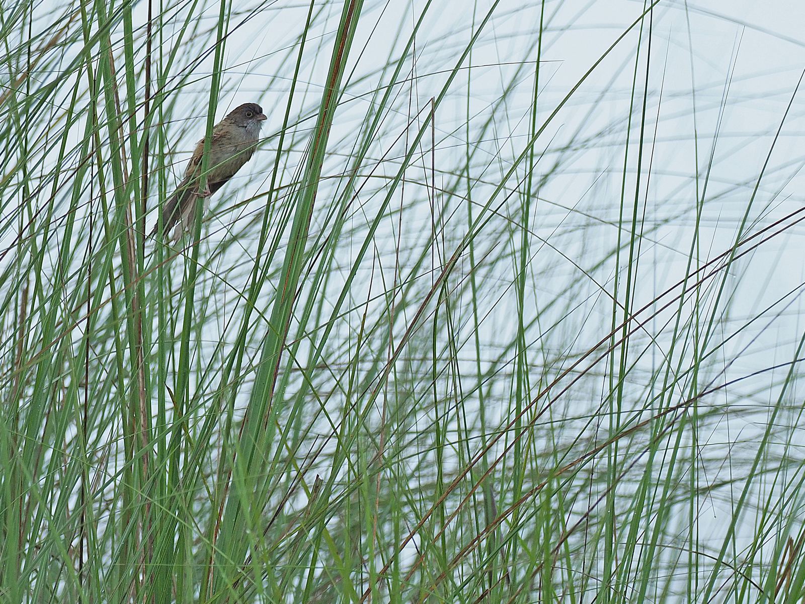 Jerdon's Babbler
