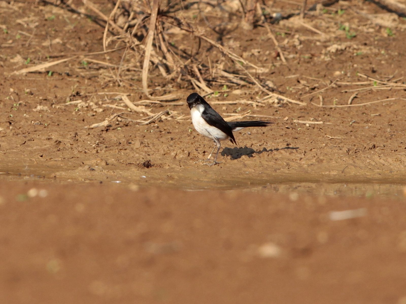 Jerdon's Bush Chat