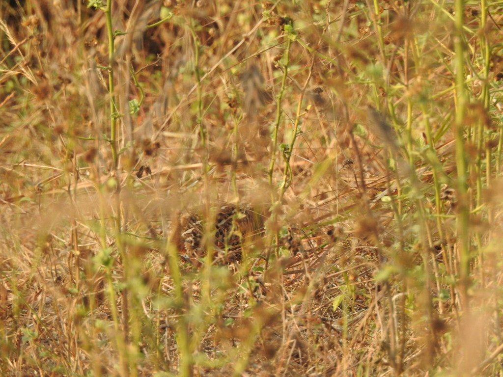 Jungle Bush-quail