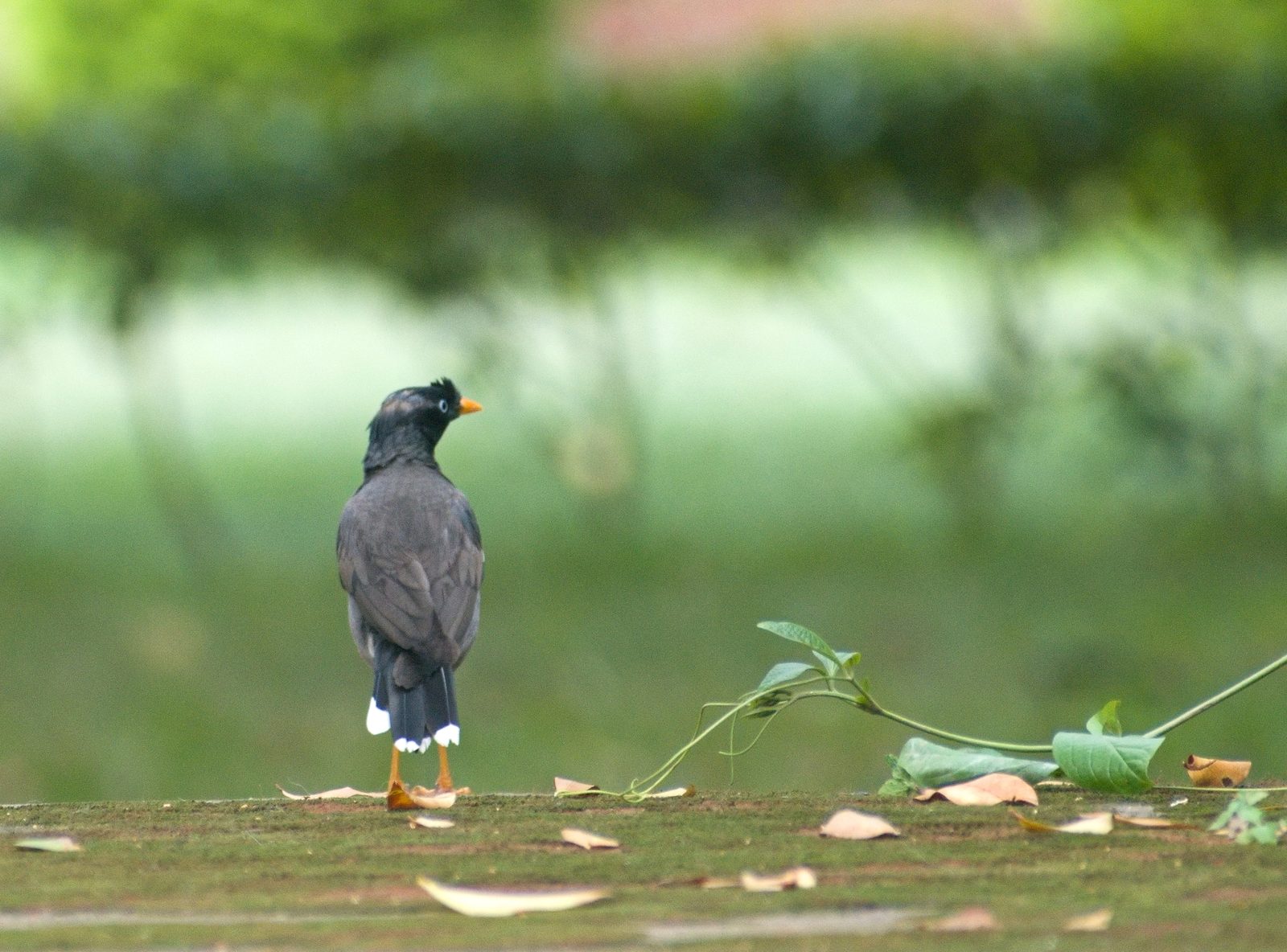 Jungle Myna
