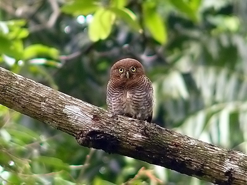 Jungle Owlet